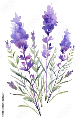 Lavender several pattern flower, sketch, illust, abstract watercolor