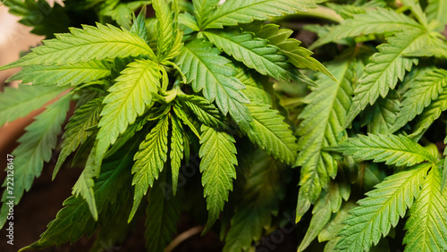Cannabis background  weed texture  growing marijuana indoor. 