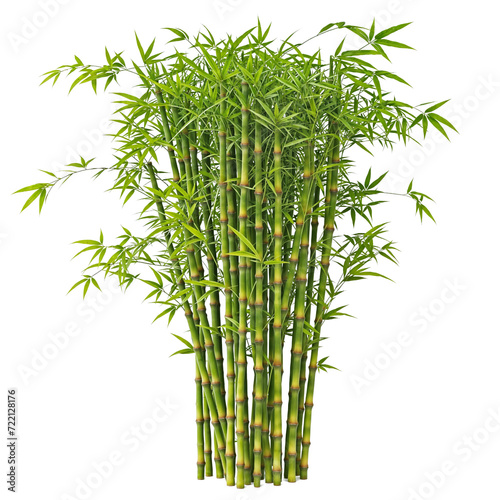 bamboo group pant PNG transparent 