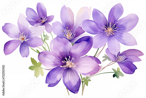 watercolor violet flowers isolated on white