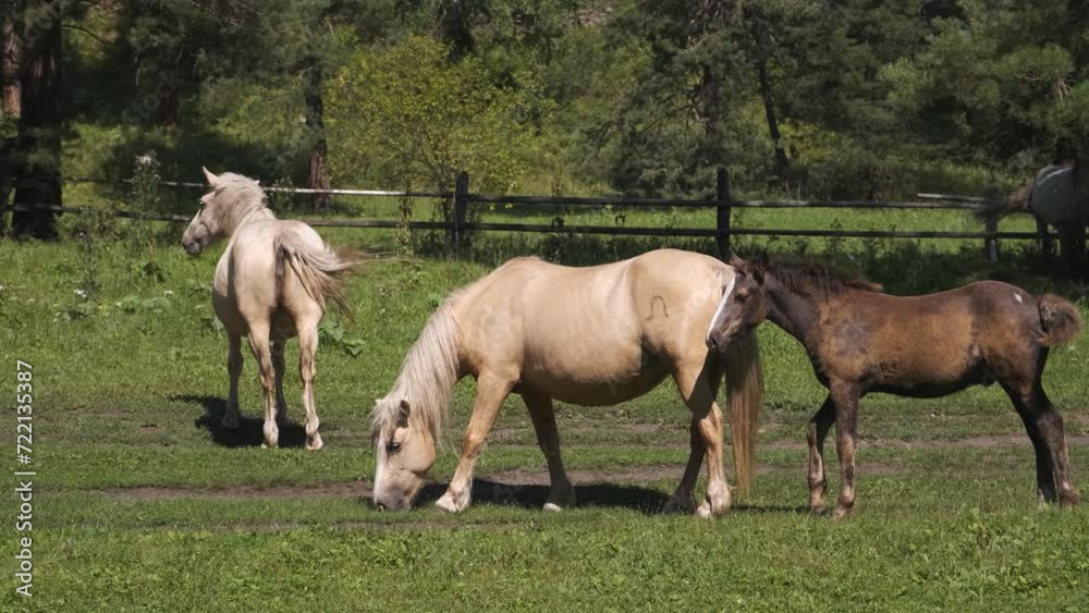 A herd of horses graze on a sunny day
A herd of horses graze on a sunny day