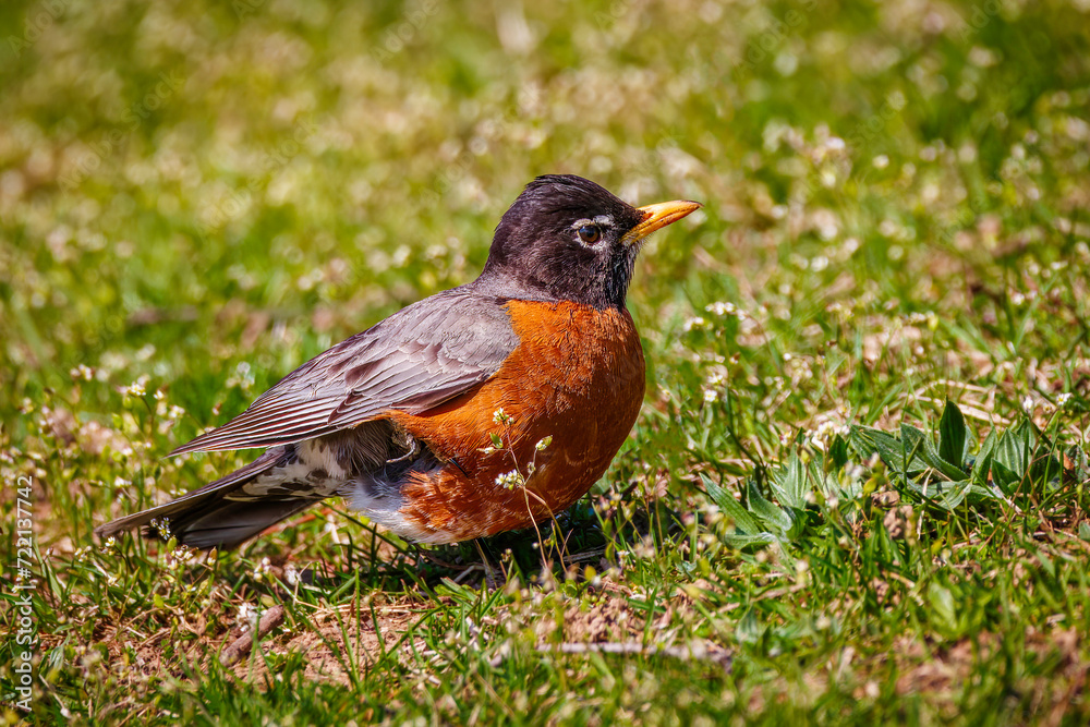 An American robin perching on the grass and looking for some worms An American robin perching on the grass and looking for some worms