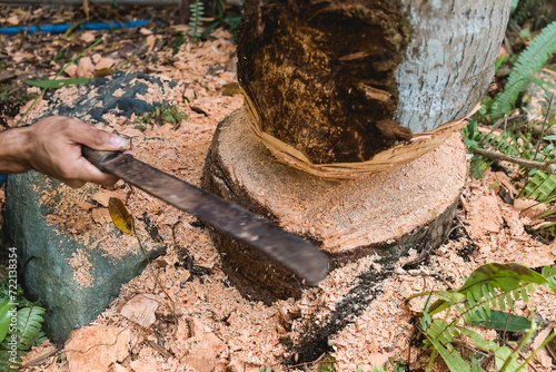 A man uses a bolo to chop the trunk of a coconut tree inside a property. Tree cutting with permit.