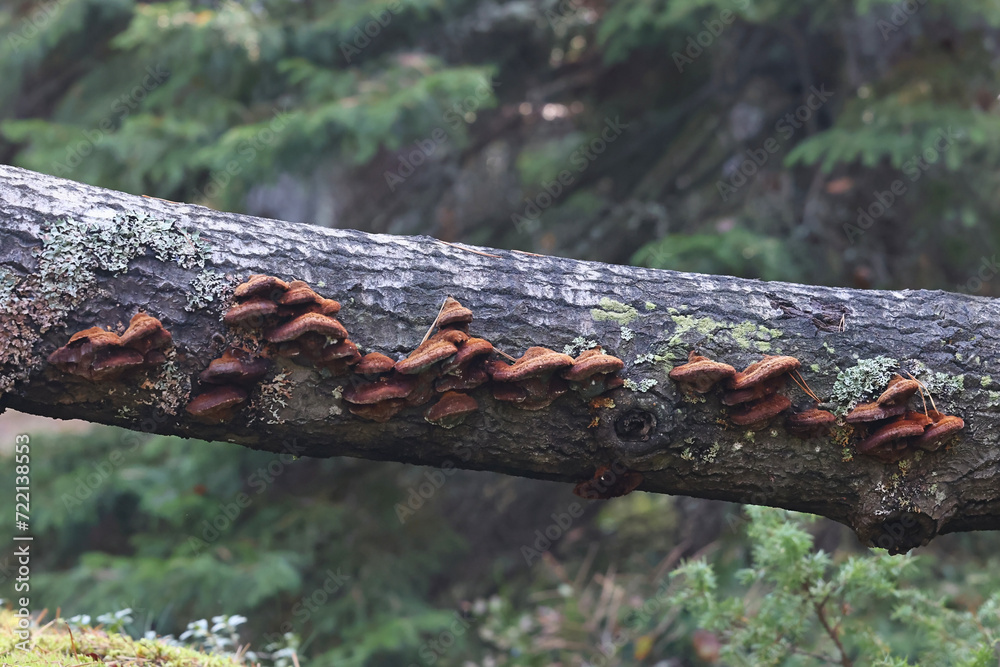 Fototapeta premium Fox bracket fungus, Inonotus rheades, wild polypore from Finland