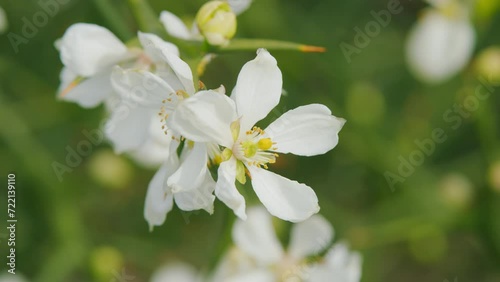 Hardy Orange Or Chinese Bitter Orange. Citrus Trifoliata Or Poncirus Trifoliata. Close up.