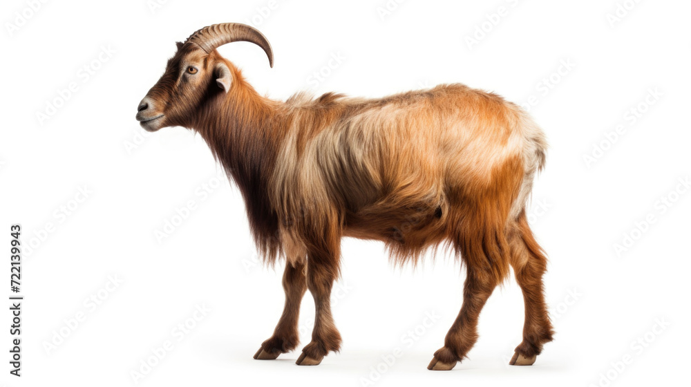 Closeup goat portrait full body length on isolated white background with space for copy