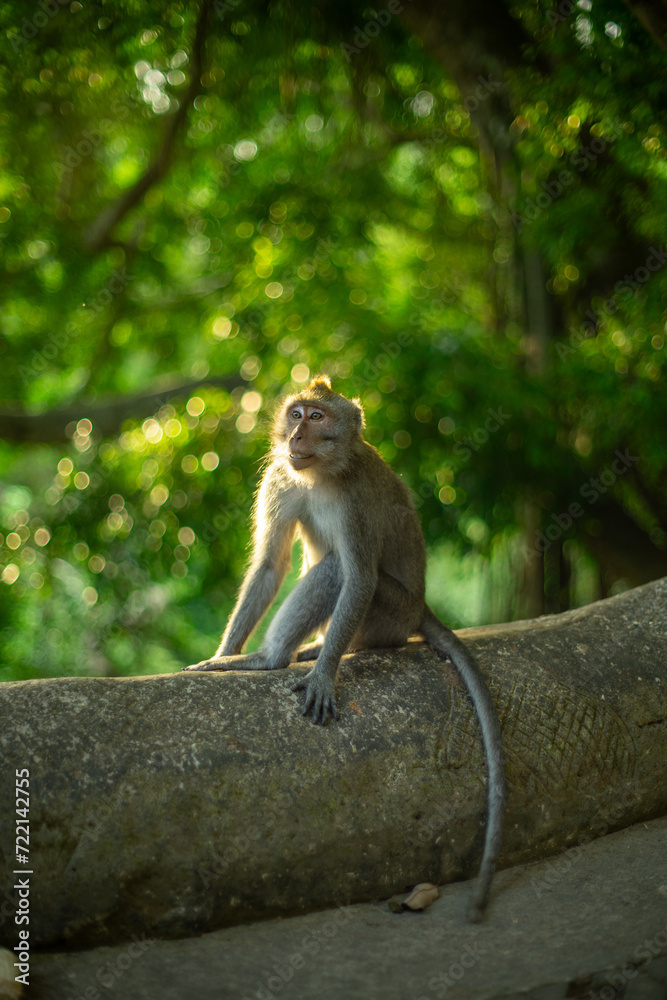 A monkey sitting pensively on a concrete barrier amidst a lush forest