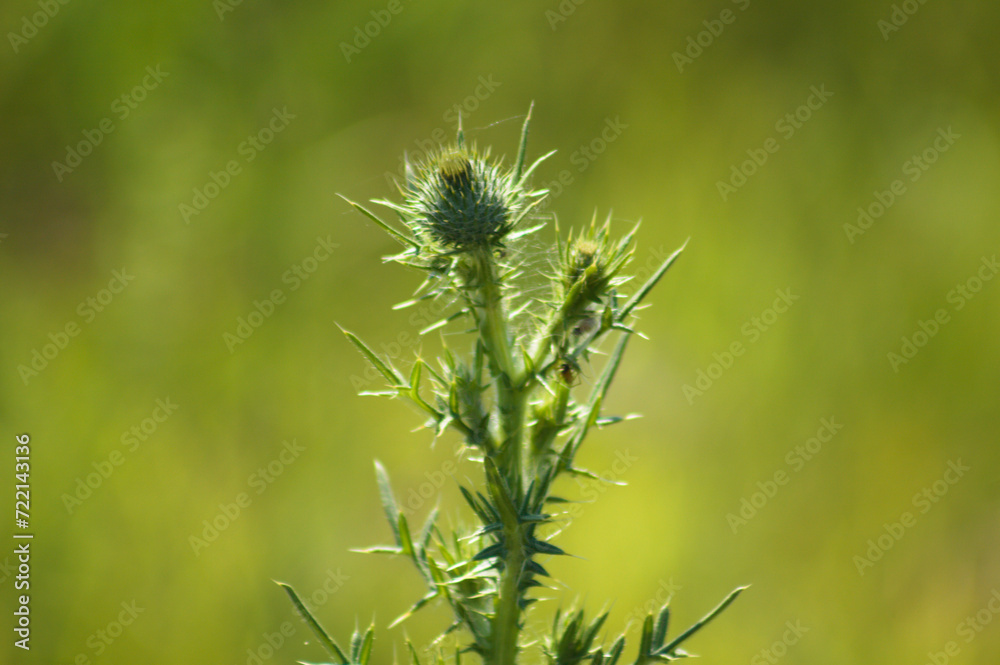 Closeup of bull thistle buds with green blurred background