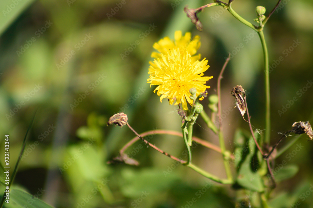 Closeup of perennial sowthistle flower with green blurred plants on background Closeup of perennial sowthistle flower with green blurred plants on background