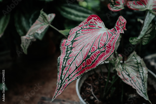 Obraz na plátně Close-up on caladium bicolor leaves
