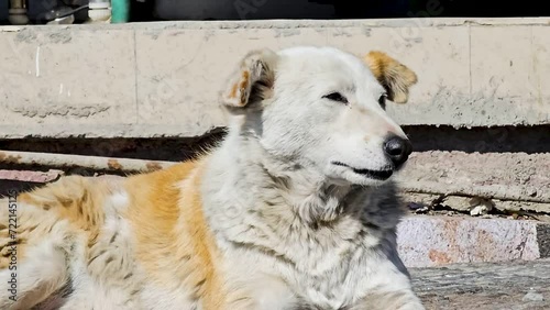 Street Dog's Resting On a Streets Of Mussoorie, Uttrakhand