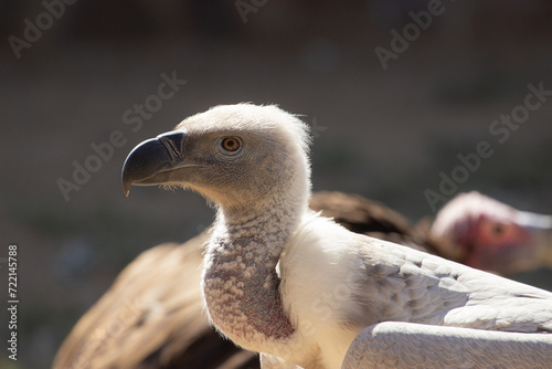 African white vulture. Beautiful close-up. photo