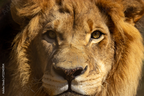 African lion close-up. Big eyes  beautiful mane. The best shot of real lion.