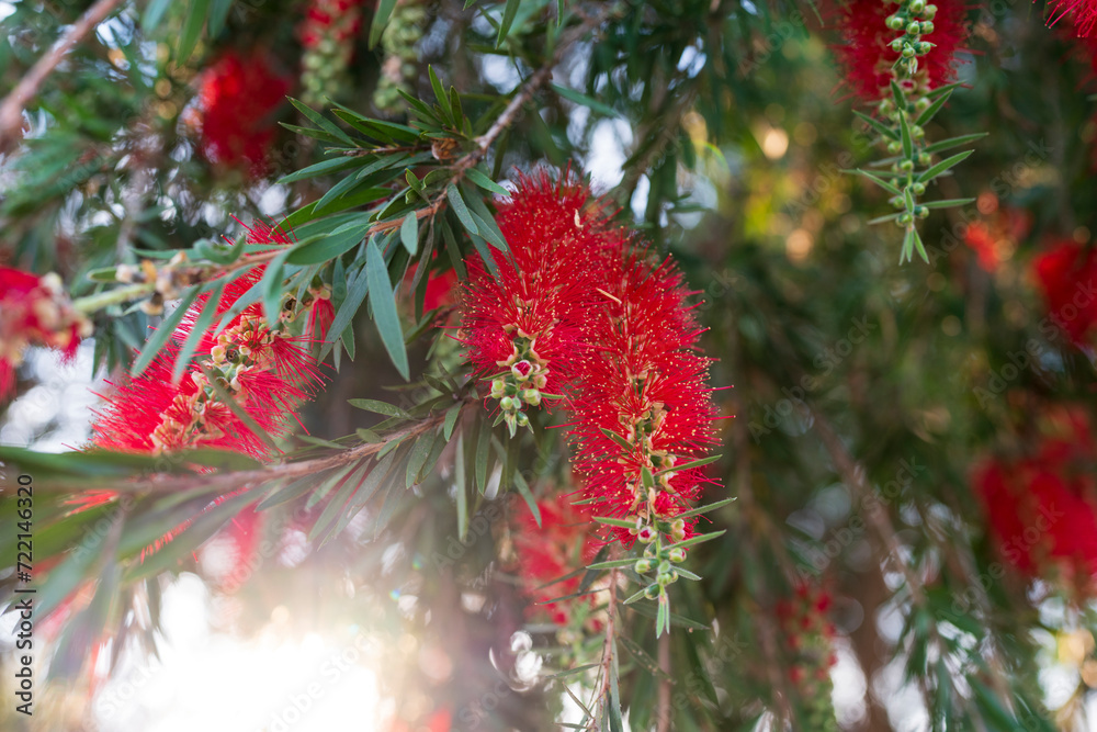 Beautiful bottle brush flower booming at tree against sun light. Beautiful bottle brush flower booming at tree against sun light.