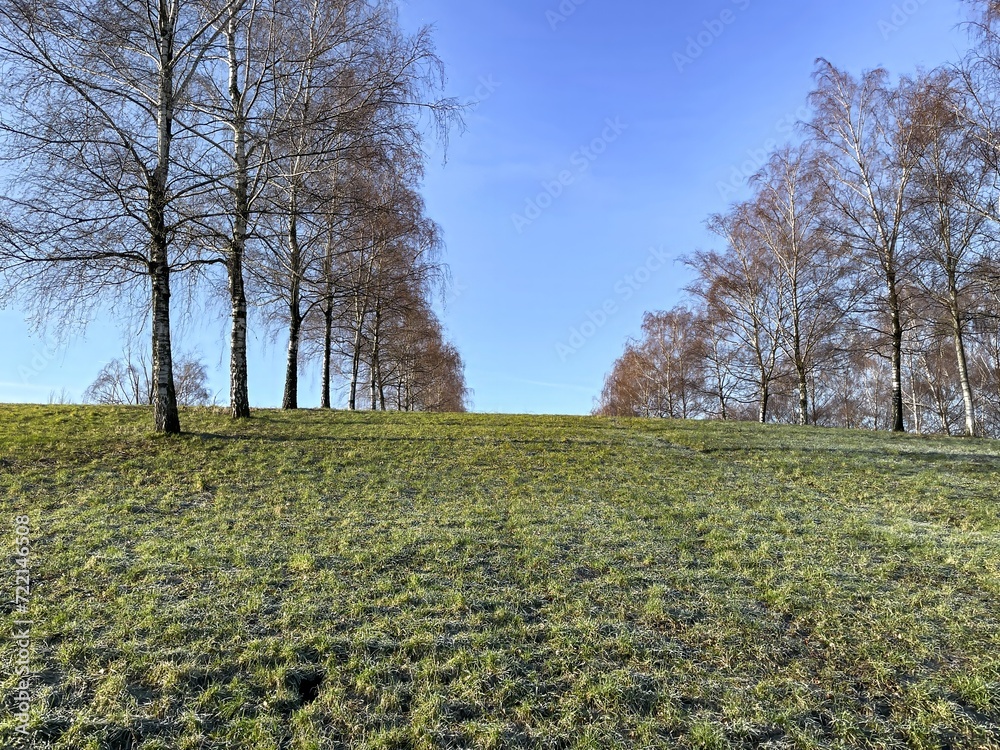 Fototapeta premium Birch trees in winter in sunlight with meadow