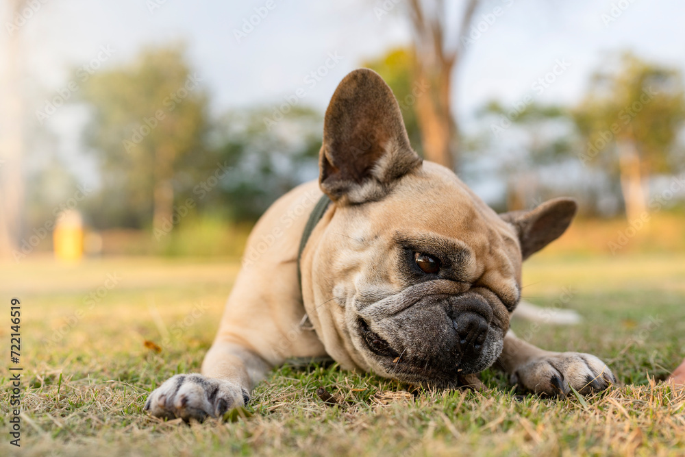 Happy French bulldog lying at field biting brown twig.