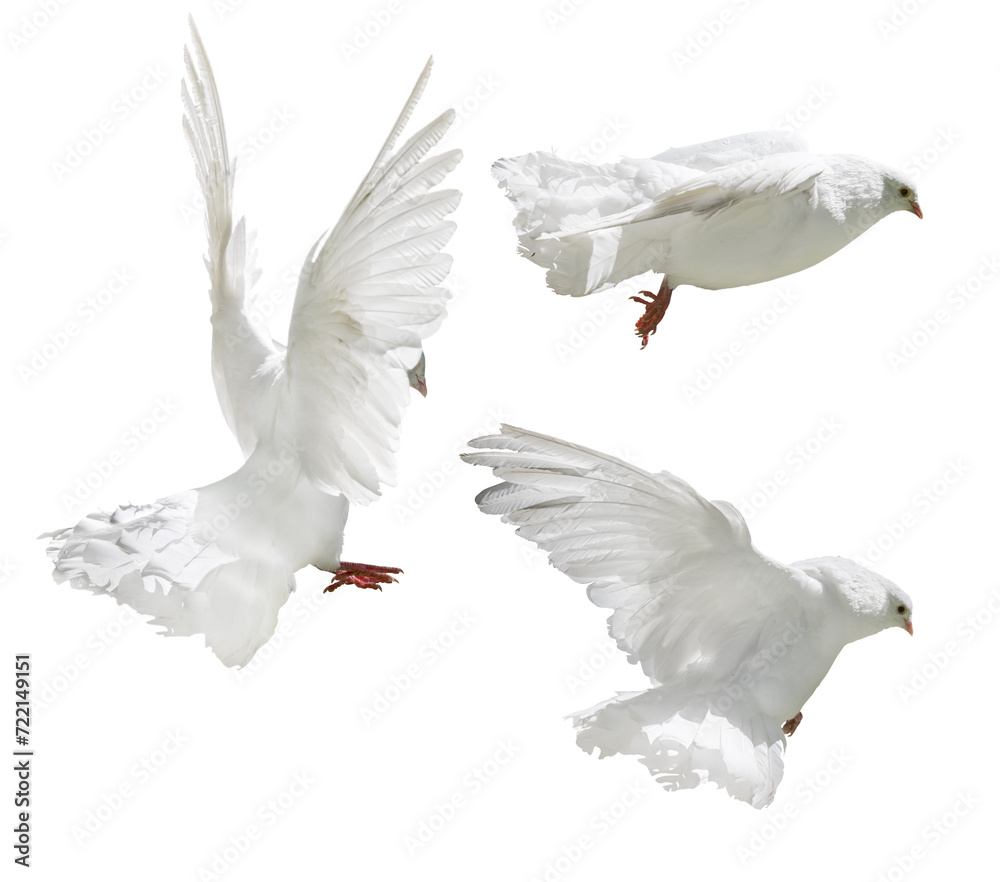 Fototapeta premium isolated flying three pigeons with pure white wings