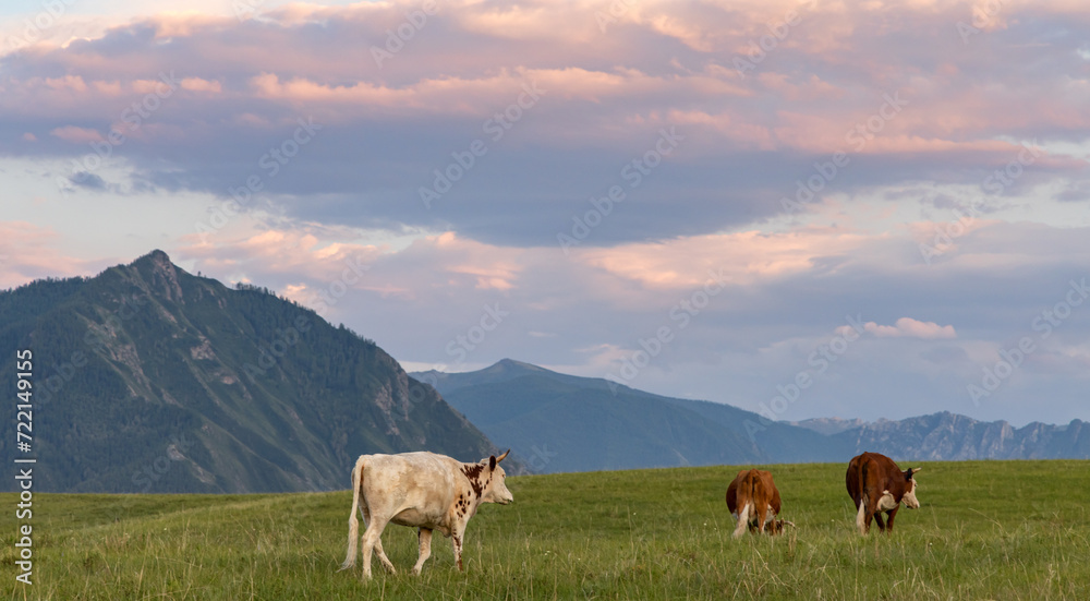 three cows on pasture in mountains at pink sunset