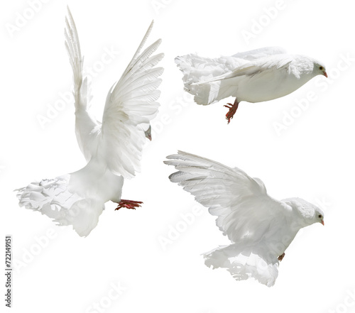 isolated flying three pigeons with pure white wings
