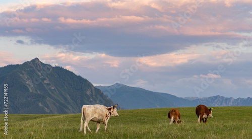 three cows on pasture in mountains at pink sunset © Alexander Potapov