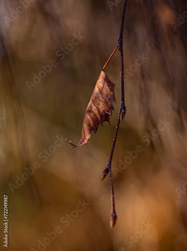 The last withered leaf