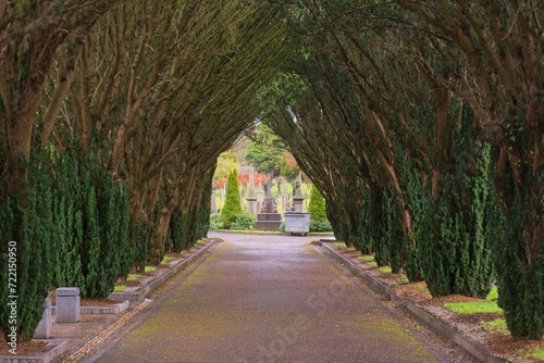 Path surrounded by trees at Glasnevin Cemetery, Dublin, Ireland
