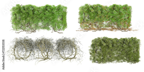 Fototapeta Naklejka Na Ścianę i Meble -  3D illustration of a Beard lichens,Wall Of Ivy Leaves on transparent background