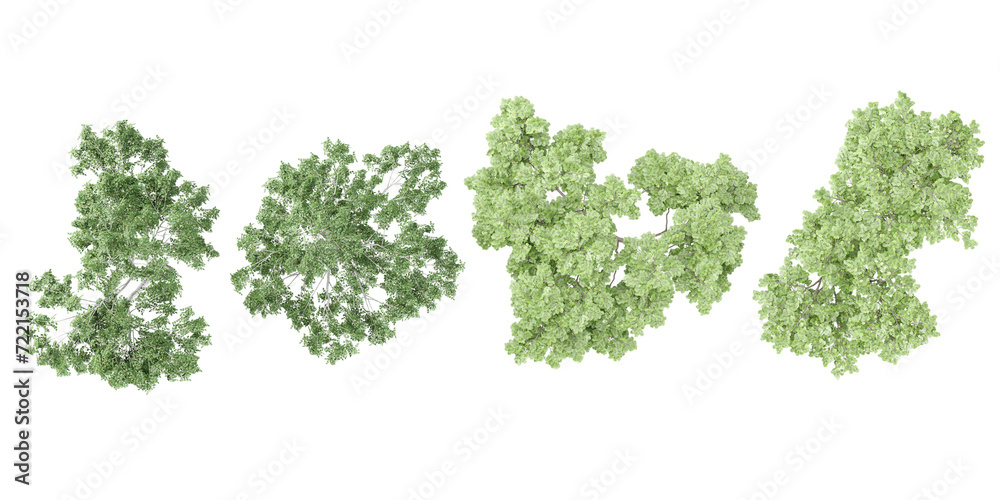 Birch trees isolated on white background, tropical trees isolated used for architecture from top view Birch trees isolated on white background, tropical trees isolated used for architecture from top view