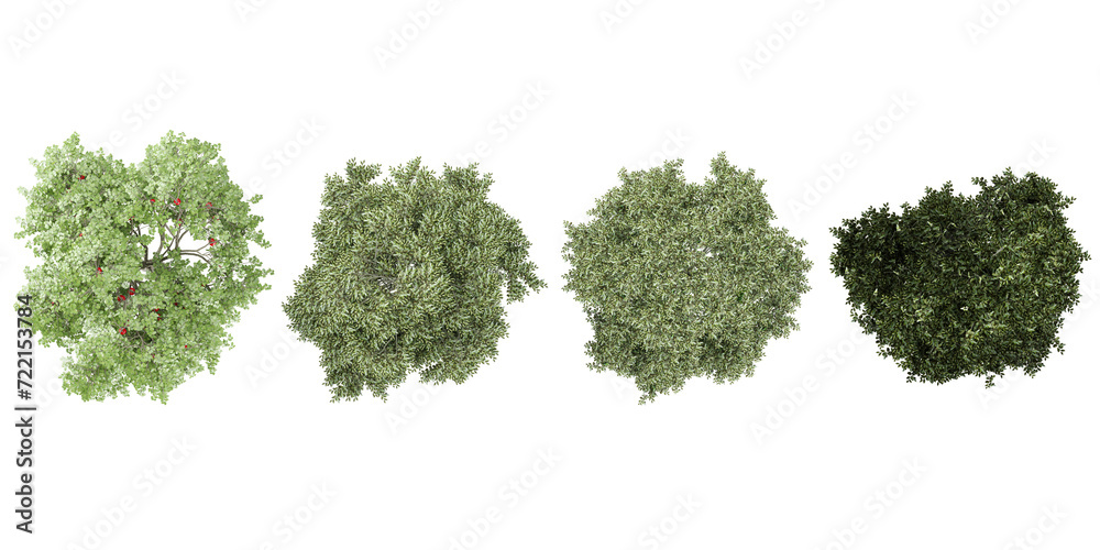 Bucida buceras,Rowan plants from the top view isolated white background Bucida buceras,Rowan plants from the top view isolated white background