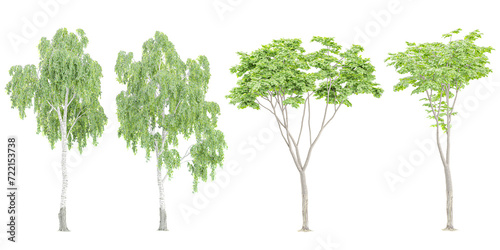Birch trees isolated on white background  tropical trees isolated used for architecture