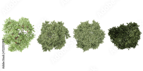 Bucida buceras,Rowan plants from the top view isolated white background