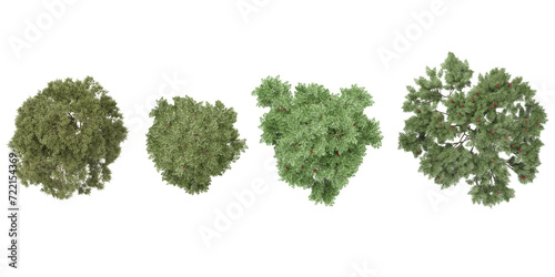 Jungle Rowan Silver birch trees shapes cutout 3d render from the top view