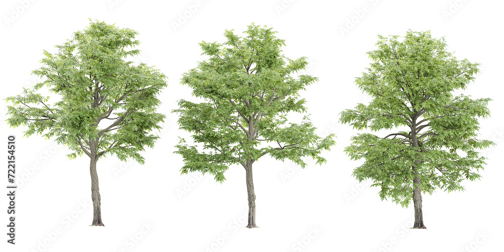 Oak Tree collection with realistic style Oak Tree collection with realistic style