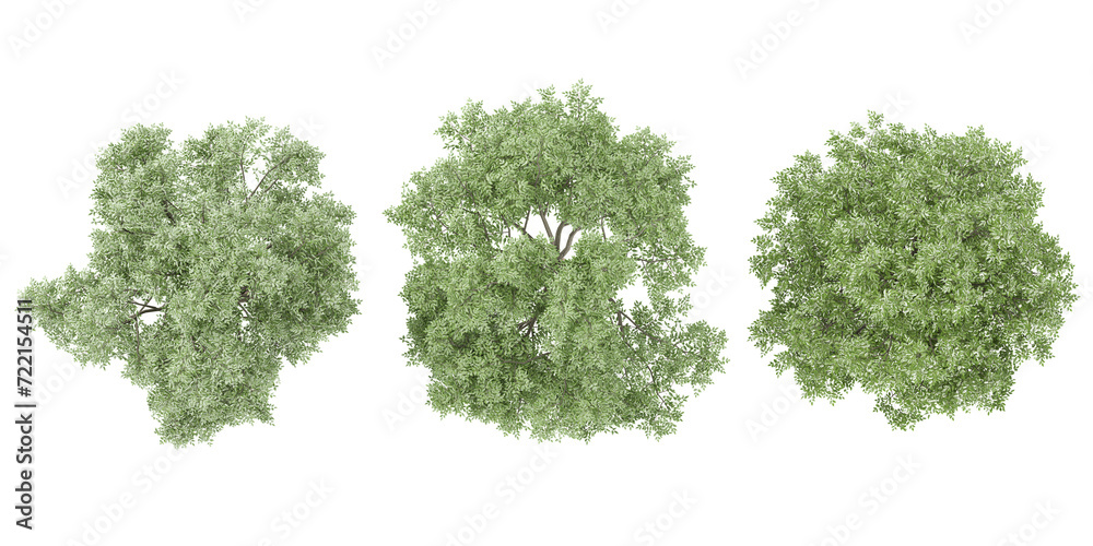 Oak Tree collection with realistic style from top view Oak Tree collection with realistic style from top view