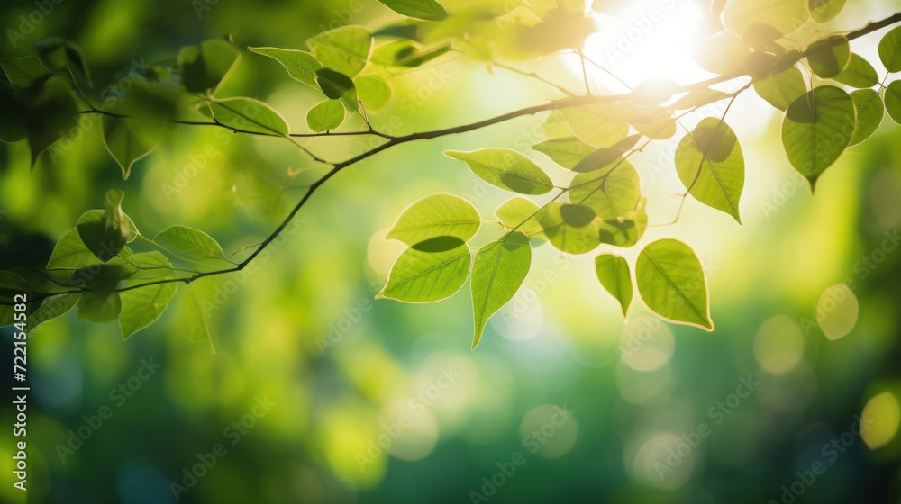 Bokeh light from the sun through the leaves. Bokeh light from the sun through the leaves.