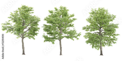 Oak Tree collection with realistic style