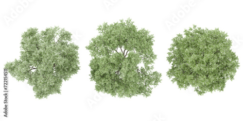 Oak Tree collection with realistic style from top view