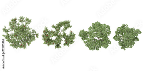 set of Rowan Silver birch plants rendered from the top view  3D illustration