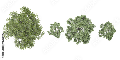Top view of photorealistic 3D rendering of fir tree in transparent background