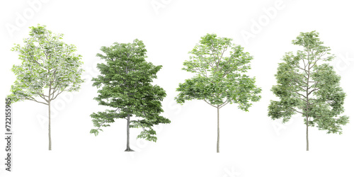 Tree tilia europaea on transparent background photo