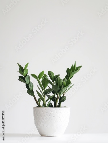 ZZ Plant (Zamioculcas zamiifolia), white background