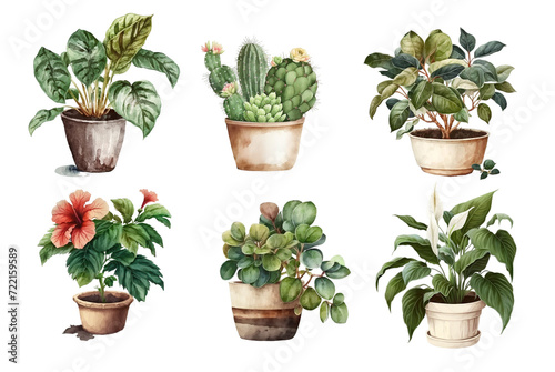 Home flowers in pots: arrowroot, cactus, hibiscus, spathiphyllum, crassula photo