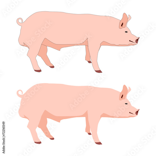 Vector pink pig, boar isolated on white background flat with shadows