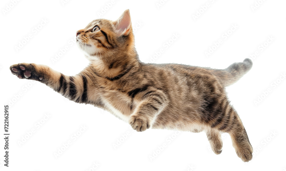 scottish fold cat isolated scottish fold cat isolated
