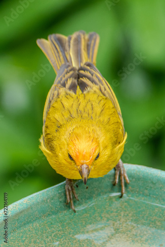 Atlantic Canary, a small Brazilian wild bird. The yellow canary Crithagra flaviventris is a small passerine bird in the finch family. photo
