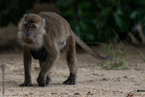 Makakenaffe in der Wildnis Borneos     Einblick in die Tierwelt