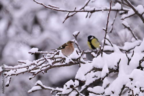 Birds in the garden, winter