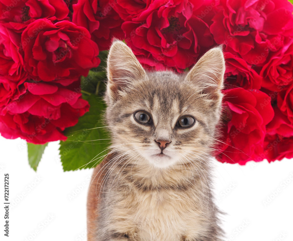Kitten with red roses. Kitten with red roses.