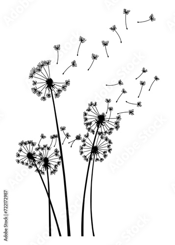 Dandelion wind blow background. Black silhouette with flying dandelion buds on white. Abstract flying blow dandelion seeds. Decorative graphics for printing. Floral scene design
