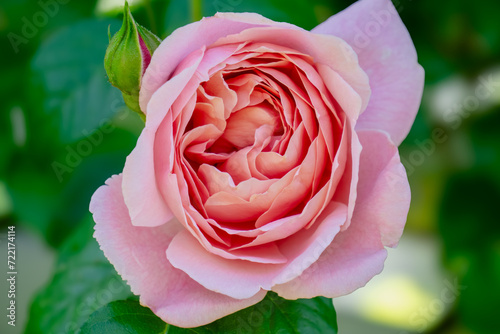 Photos Climbing-Rose-EleganceꟷA-Vision-in-Pink-Petals-by-Aravind-Reddy-Tarugu   This image beautifully captures the intricate layers of a climbing rose in full bloom, with soft pink petals